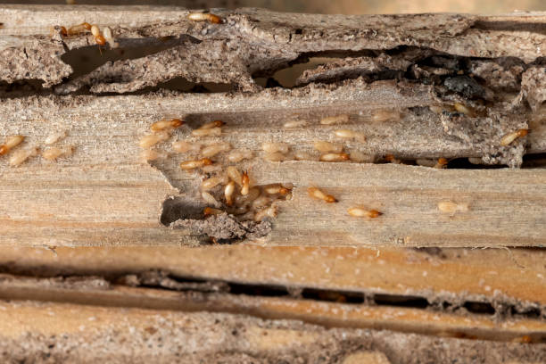 Best Pest Control Treatment  in Northwest Harbor, NY