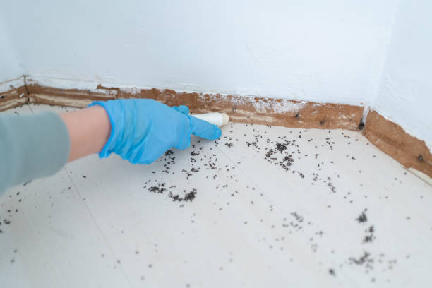 Best Cockroach Control Services  in Northwest Harbor, NY